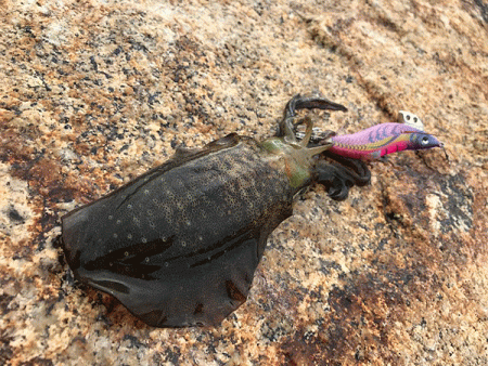 瀬戸内の島エギング(2019-5)