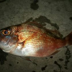 投げ釣り　夜釣り　タイ狙い