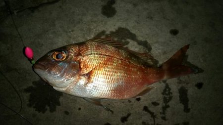 投げ釣り　夜釣り　タイ狙い