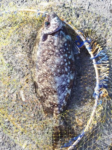 アイゴ40オーバー！グレも！！！！！！