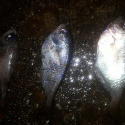 海釣り！途中から雨に打たれて。。。。