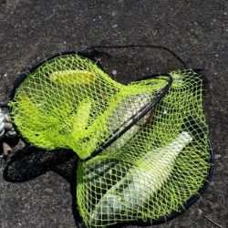 65オーバーのスズキ!!!!!やった~~~~~!!!!!!!