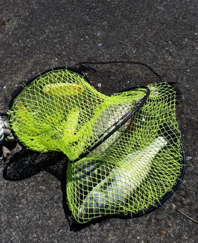 ６５オーバーのスズキ！！！！！やった～～～…