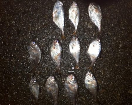 夜釣りでアジ!!!