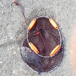 グレ!!とおまけ1匹ちゃん。