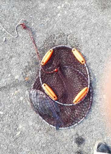 グレ!!とおまけ1匹ちゃん。