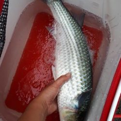 クエ～～～！！　　　　そしてボラちゃん。