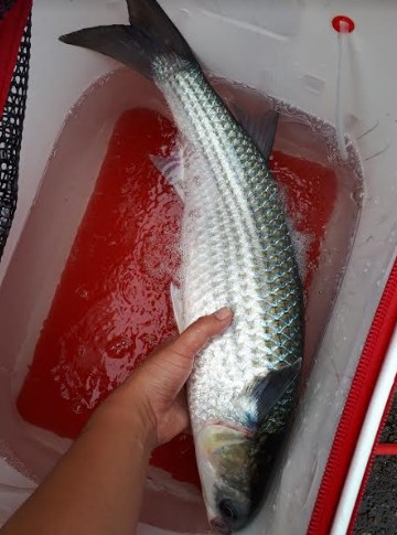 クエ～～～！！　　　　そしてボラちゃん。