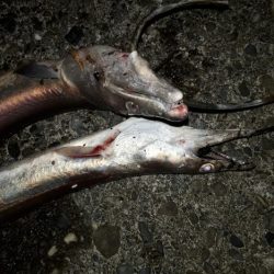 1ｍオーバーのハモ３匹！！