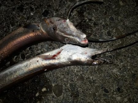 1ｍオーバーのハモ３匹！！