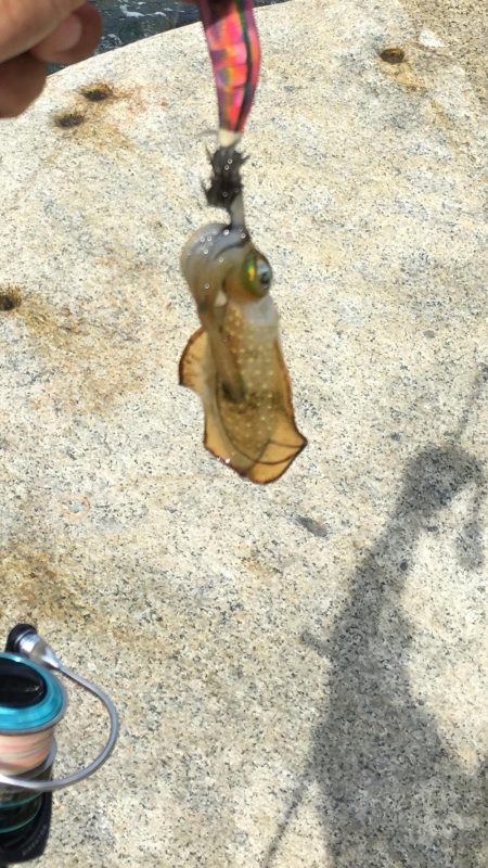 アオリイカ エギング