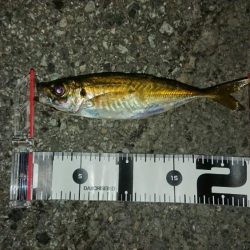 アジのサイズもよくなってきてる