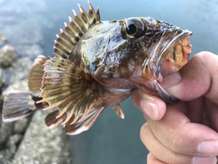 ガッシーマンション発見！