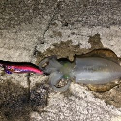 秋エギング釣行