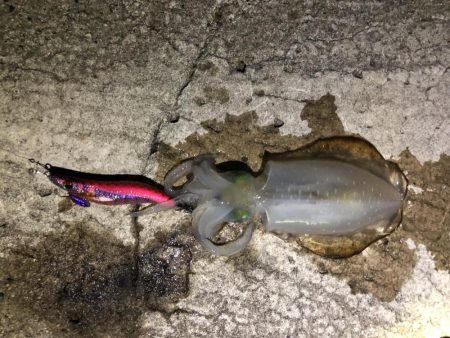 秋エギング釣行