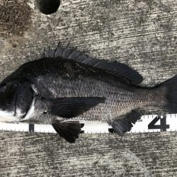 イチノ兄弟、釣果!