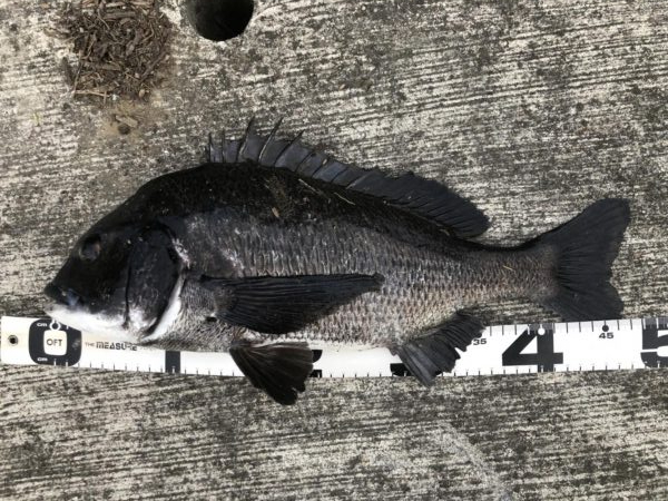 イチノ兄弟、釣果!