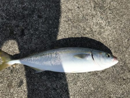 アオリ狙い からの