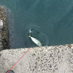 息子とライトショアジギング