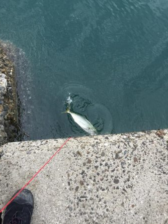 息子とライトショアジギング