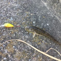 ハゼクランクで連発！？