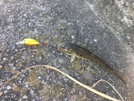 ハゼクランクで連発！？