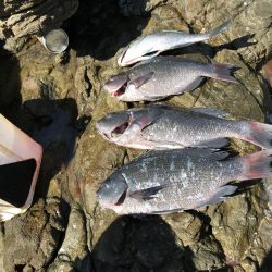 グレお刺身サイズ4枚♪でも太陽暑すぎ!(◎_◎;)