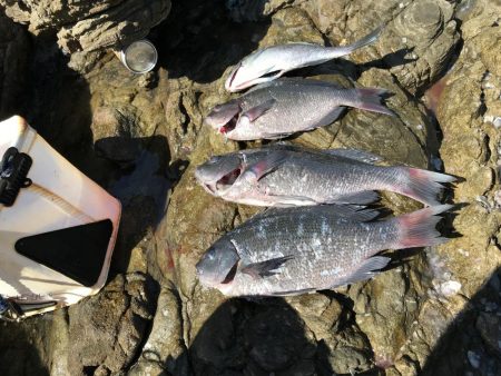 グレお刺身サイズ4枚♪でも太陽暑すぎ！(◎…