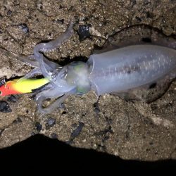 秋イカエギング⁉︎