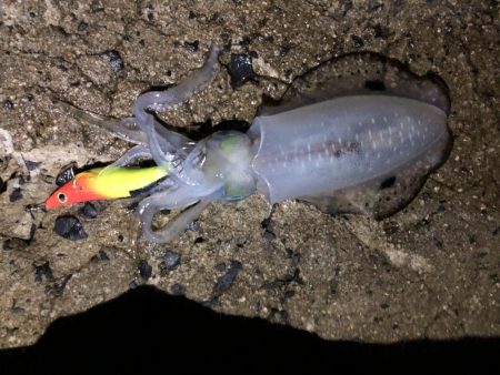 秋イカエギング⁉︎