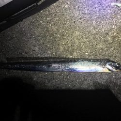 青物に代わり太刀魚が