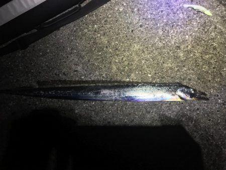 青物に代わり太刀魚が