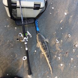 朝マズメの下げ潮マゴチ