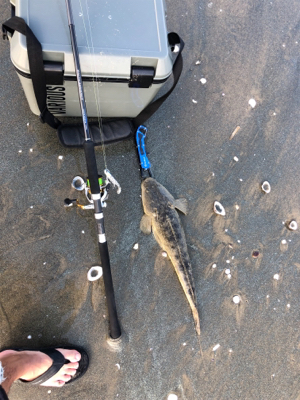 朝マズメの下げ潮マゴチ