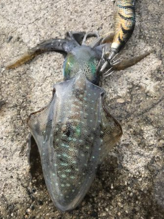 アオリイカ １９匹