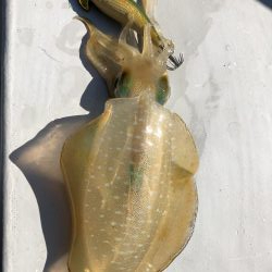 数はでませんでしたが良型揃い