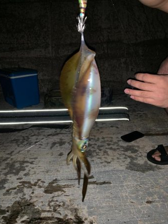 イカのサイズアップが見られる頃