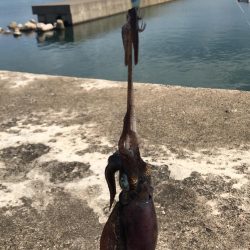 アオリ新子いるかなぁ〜