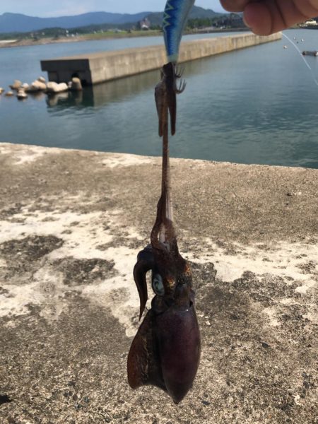 アオリ新子いるかなぁ〜