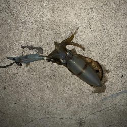 イカ調査今年３回目！