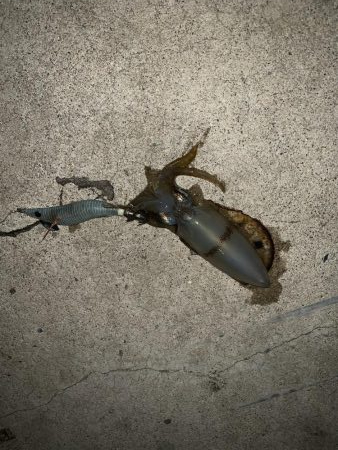 イカ調査今年３回目！