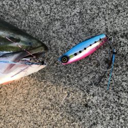 9月9日やっとハマチ