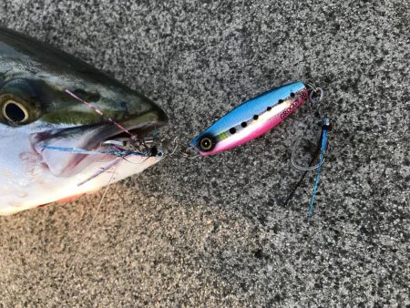 9月9日やっとハマチ