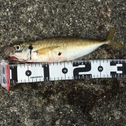 ビギナーズラック発動