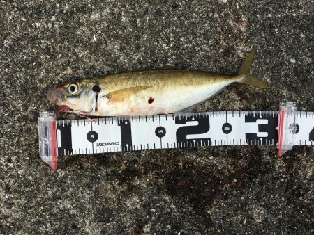 ビギナーズラック発動