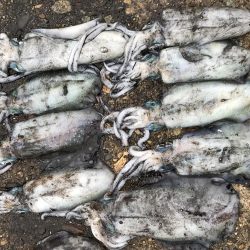 12時間釣りしてた(-_-)zzz