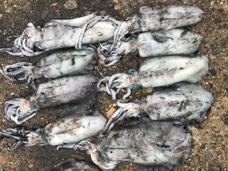 12時間釣りしてた(-_-)zzz