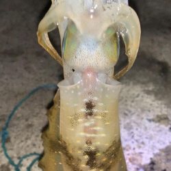 エッグアームでエギング