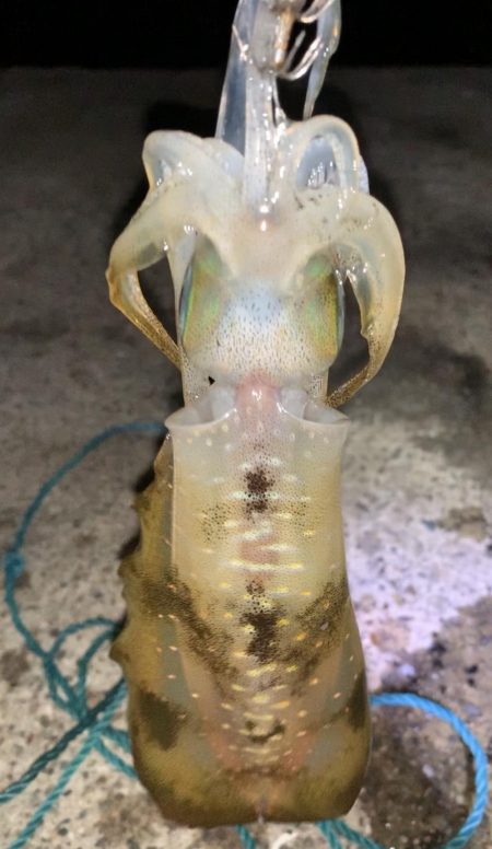 エッグアームでエギング