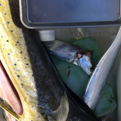 太刀魚 シイラ メッキ ウルトラCでシイラが釣れた